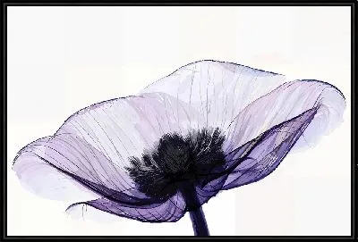 Картина Макро прозрачного анемона