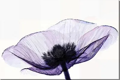 Постер Макро прозрачного анемона