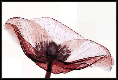 Картина Макро прозрачного анемона №2