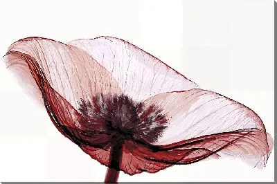 Постер Макро прозрачного анемона №2