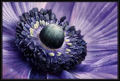 Картина Макро анемон №5