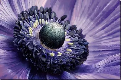 Картина маслом Макро анемон №5