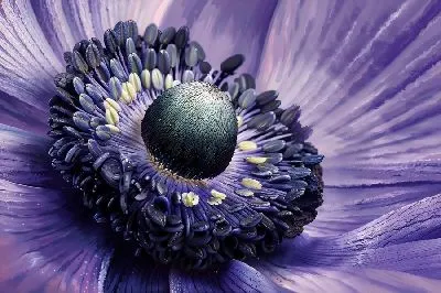 Плакат Макро анемон №5