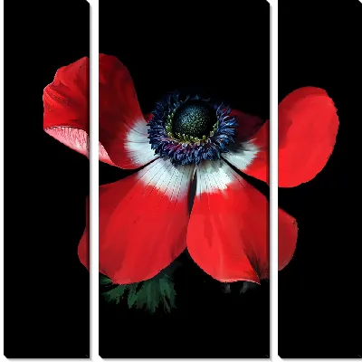 Модульная картина Макро анемон №20