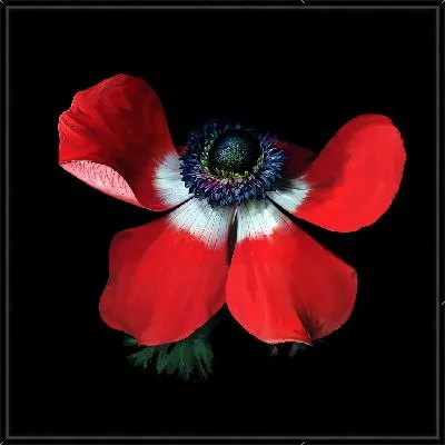 Картина Макро анемон №20