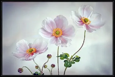 Картина Три анемона