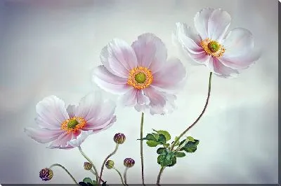 Постер Три анемона