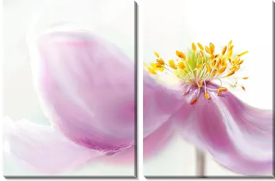 Модульная картина Макро анемон №24