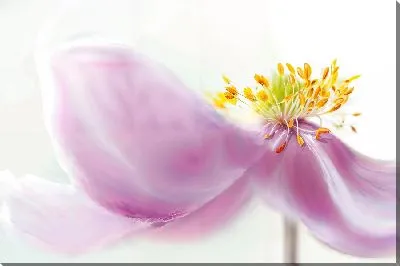 Картина маслом Макро анемон №24