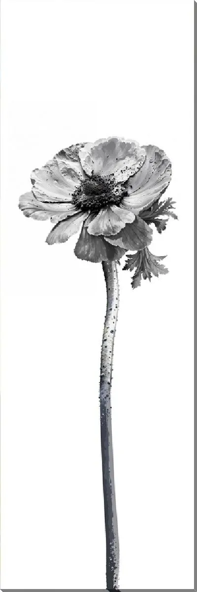 Постер Черно-белый анемон