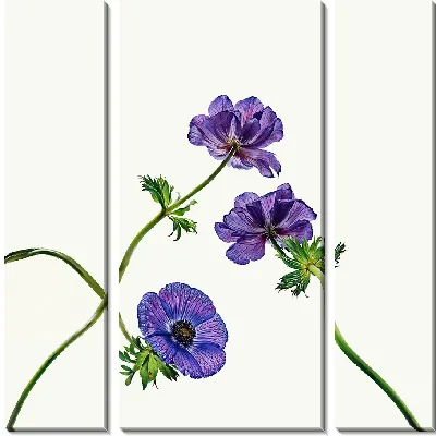 Модульная картина Три анемона №2