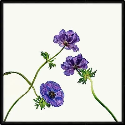 Картина Три анемона №2