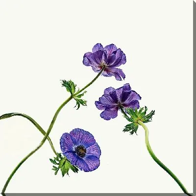 Картина маслом Три анемона №2