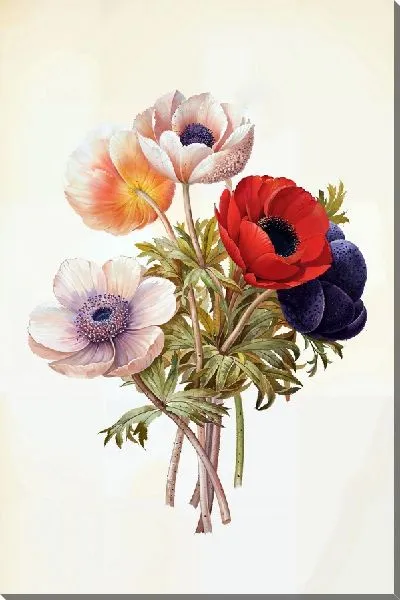 Постер Букет с анемонами №2