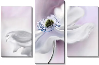 Модульная картина Макро анемон №26