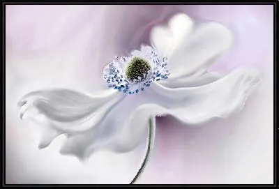 Картина Макро анемон №26