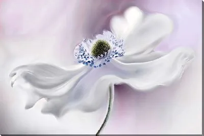 Картина маслом Макро анемон №26