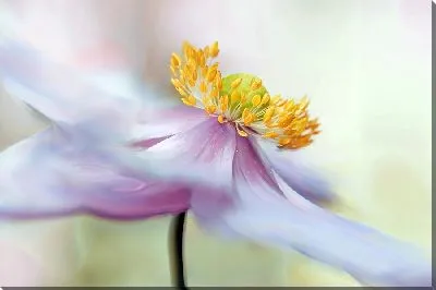 Картина маслом Макро анемон №27