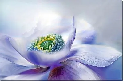 Картина маслом Макро анемон №29