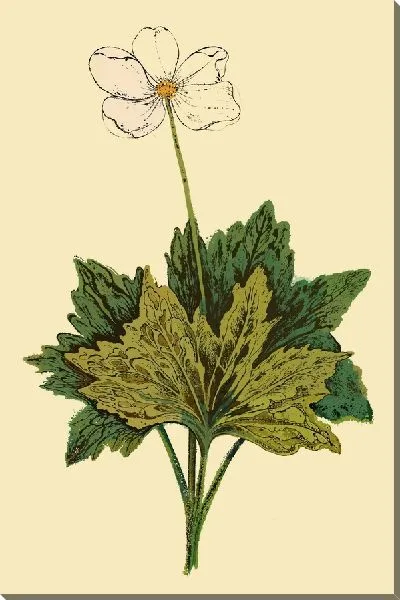 Картина маслом Стебель анемона с листьями