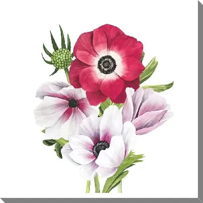 Картина маслом Анемоны на белом фоне №7