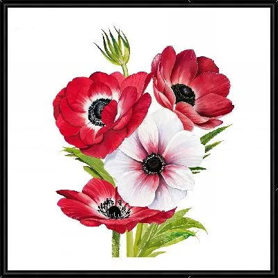 Картина Анемоны на белом фоне №8