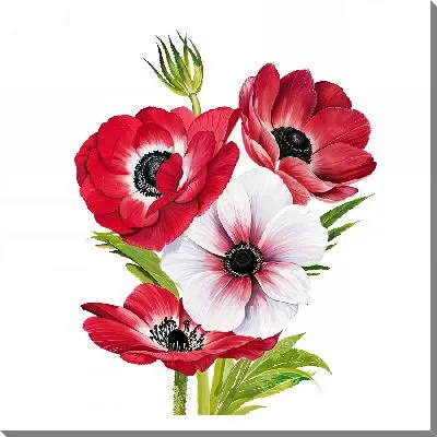 Постер Анемоны на белом фоне №8