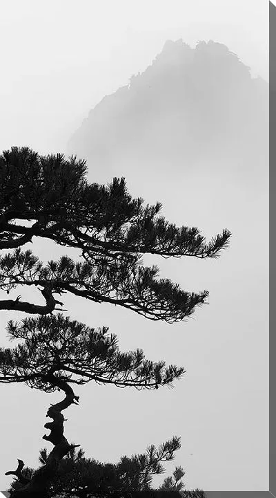 Постер Сосна на фоне туманной горы