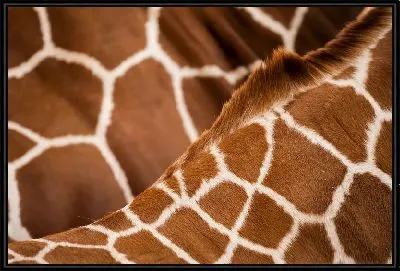 Картина Орнамент жирафа