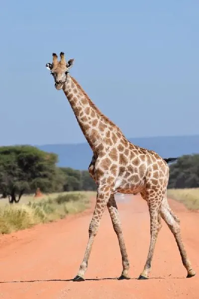 Плакат Жираф №19