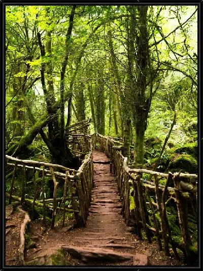 Картина Пешеходный деревянный настил в джунглях