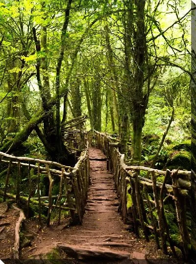 Постер Пешеходный деревянный настил в джунглях