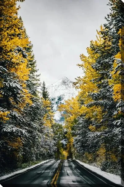 Постер Дорога внутри живописного леса