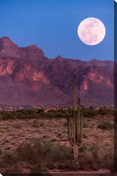 Постер Кактус на фоне гор и Луны