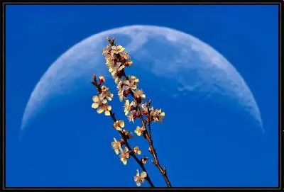 Сакура на фоне Луны