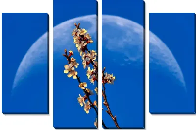 Сакура на фоне Луны