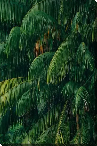 Постер Тропический лес