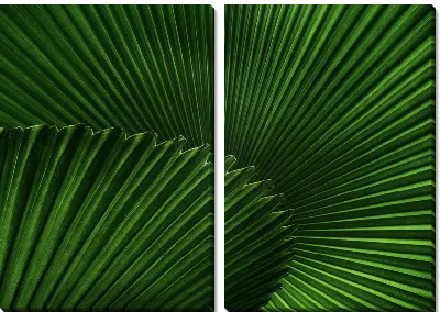 Модульная картина Тропические листья №4