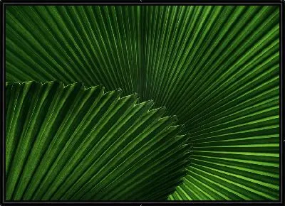 Картина Тропические листья №4