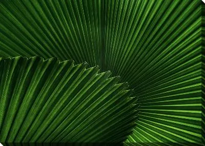 Постер Тропические листья №4