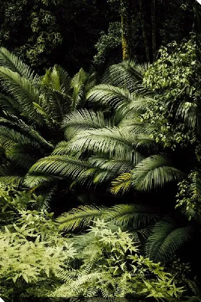 Постер Тропический лес №7