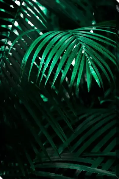 Постер Тропические листья №24