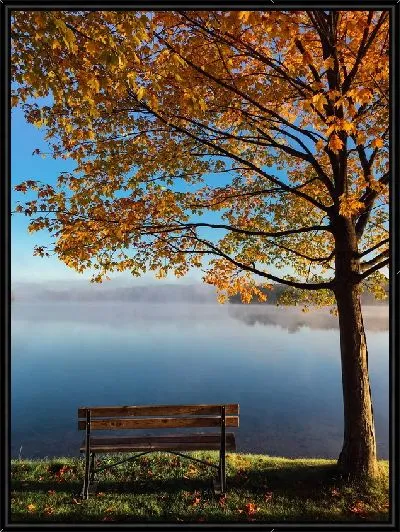 Картина Скамейка у осеннего дерева на фоне озера