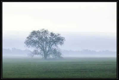 Картина Утренний пейзаж с деревом
