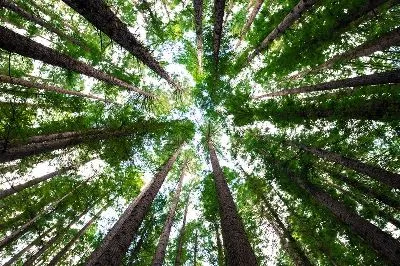 Плакат Стволы деревьев в лесу