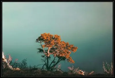 Картина Дерево в лучах заката