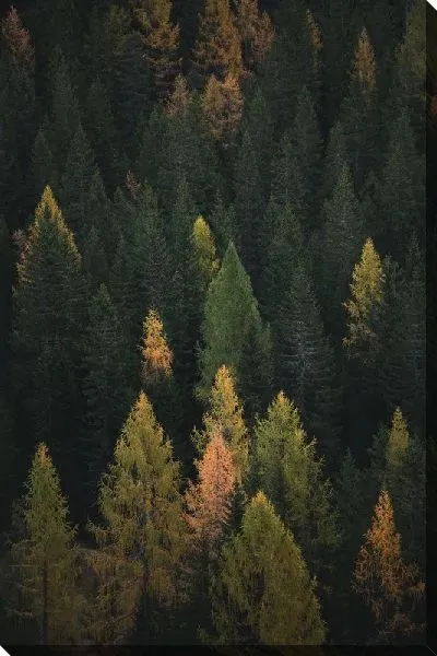 Постер Сентябрьский лес
