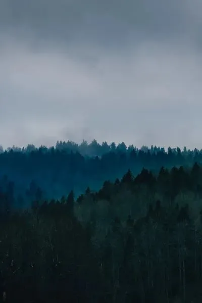 Плакат Пейзаж с густым лесом