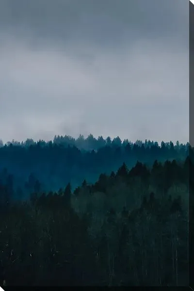 Постер Пейзаж с густым лесом
