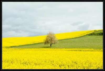 Картина Дерево на фоне яркого желтого фона